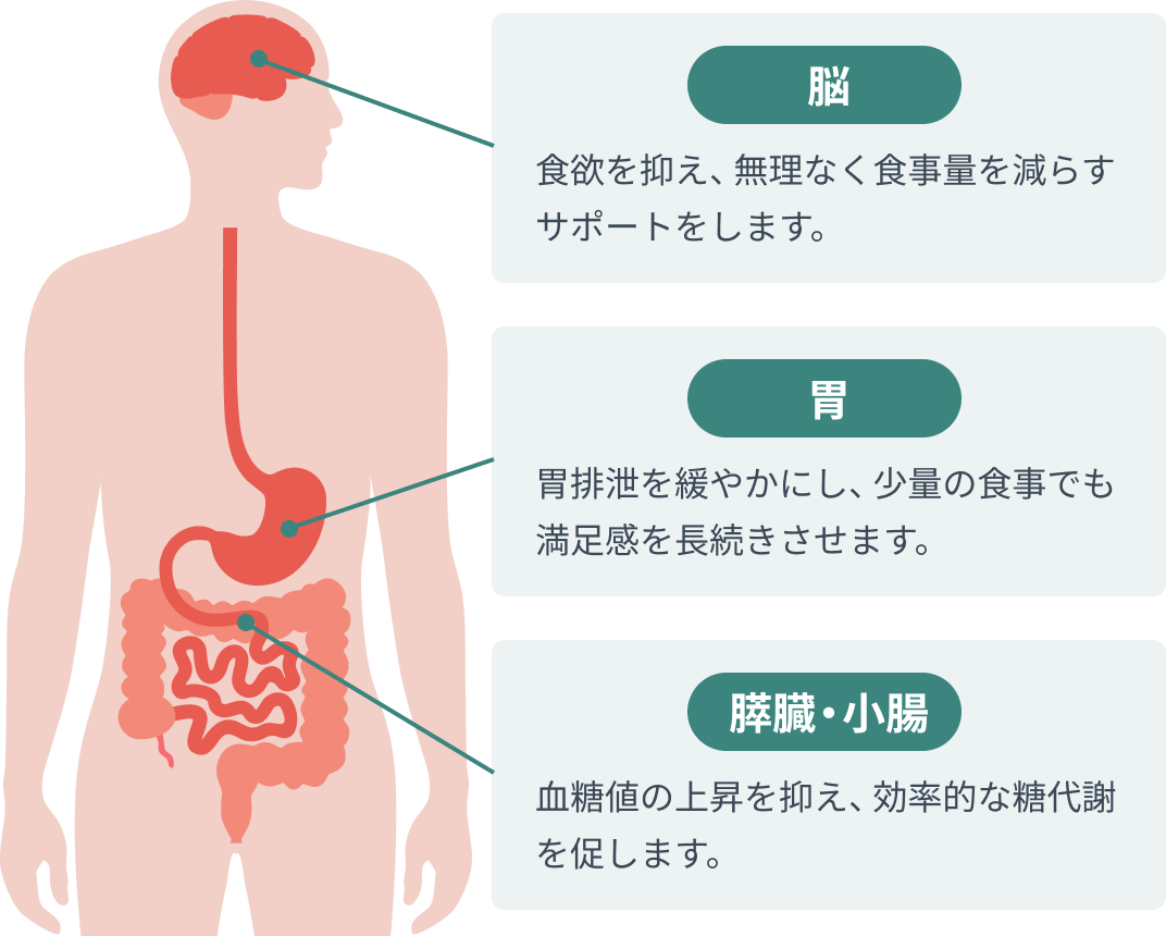GIP/GLP-1受容体作動薬の効果